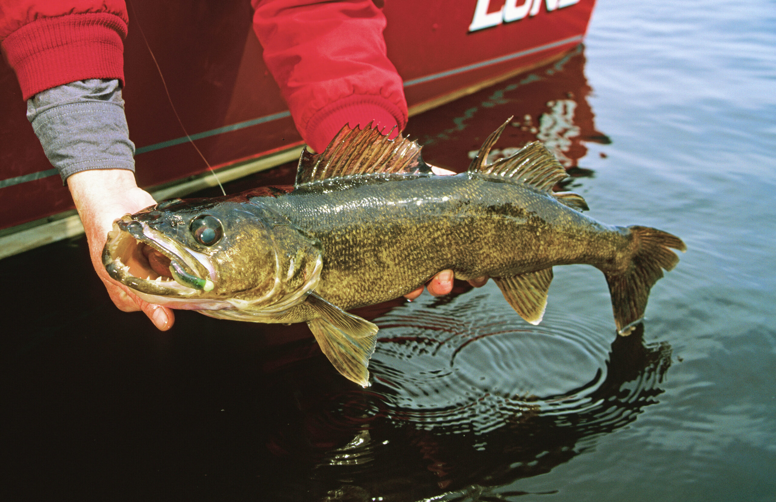 landing walleye