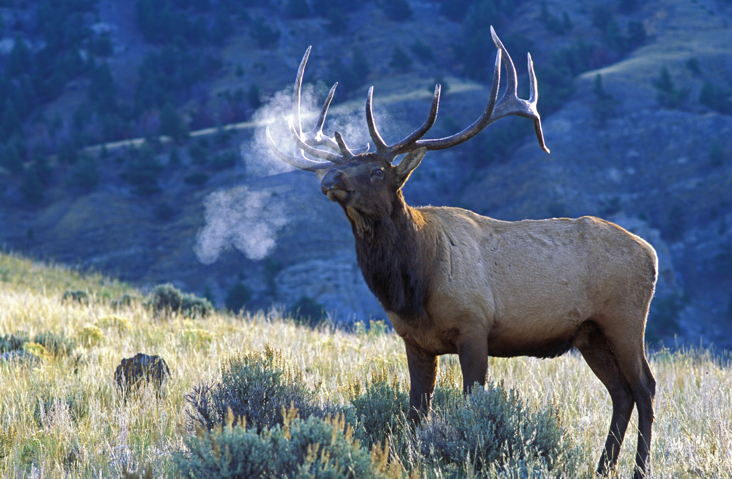 It was a cool October in Yellowstone as this big male Elk made his presence clear to not only the females but a few photographers including myself.