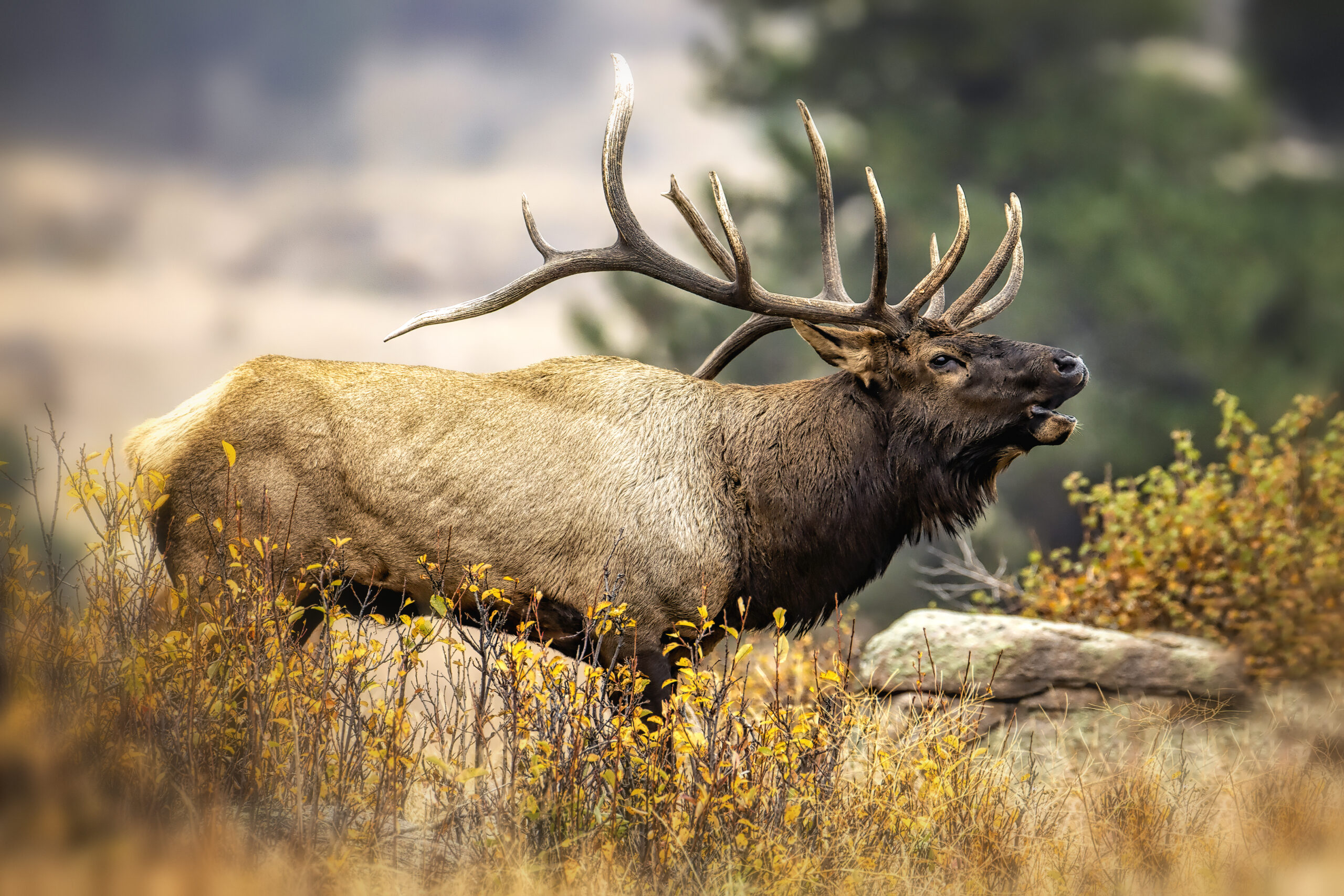 Rocky Mountain Elk Wapiti 
Bull during the fall elk rut
Huge bull bugling