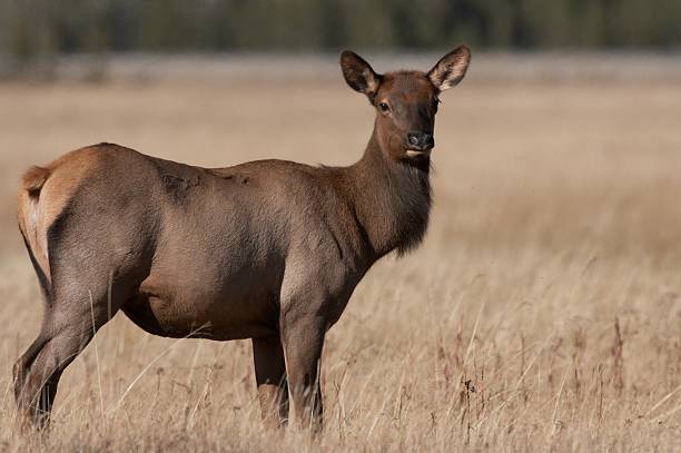 Cow elk in yellowstone national park