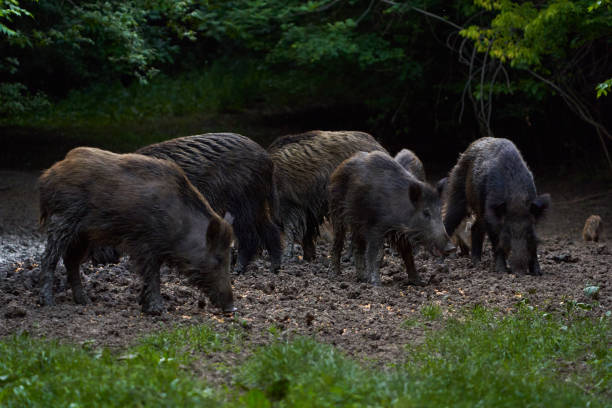 A herd of wild hogs (feral pigs) rooting in the forest for food