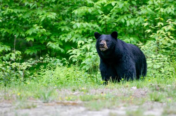 Wildlife Photography