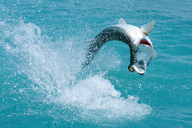 Tarpon jumping whilst fishing in the Florida Keys