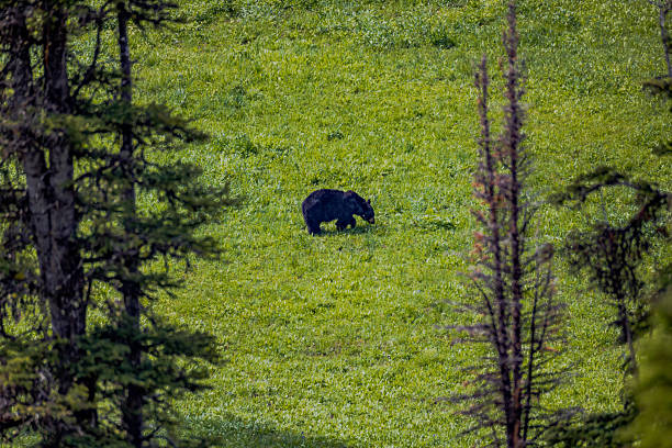 Black bear in Yellowstone National Park