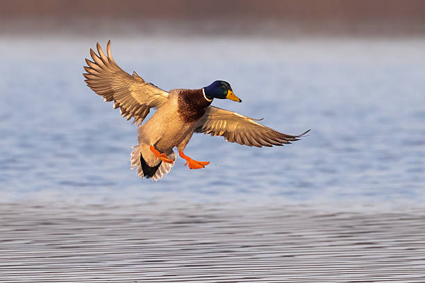 Mallard (Anas platyrhynchos). Bird in its natural environment.