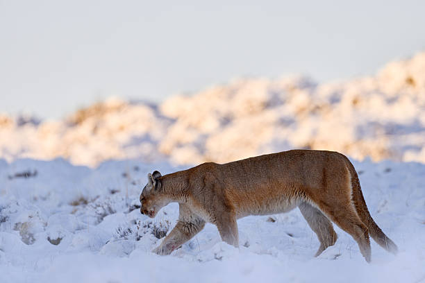 Puma, winter habitat with snow, Torres del Paine, Chile. Patagonia nature. Wild big cat Cougar, Puma concolor. Snow sunset light and dangerous animal. Wildlife nature. Cat with catch lama kill.