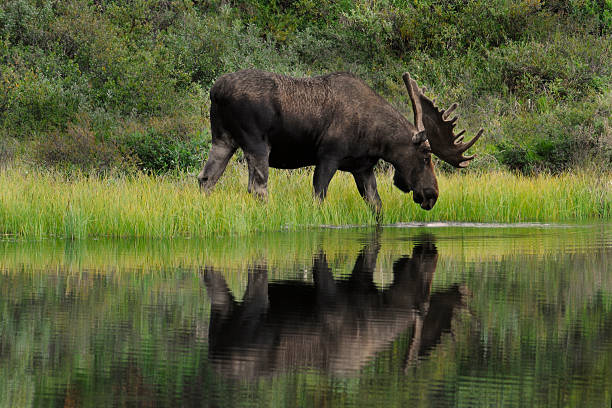 Bull Moose (Alces alces) wades into a kettlehole pond to feed on the aquatic grasses there. Denali National Park, Alaska.