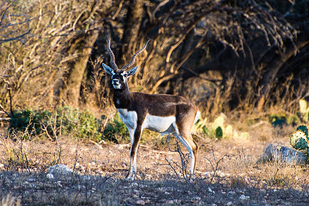 South Texas Blackbuck Antelope looking across a field