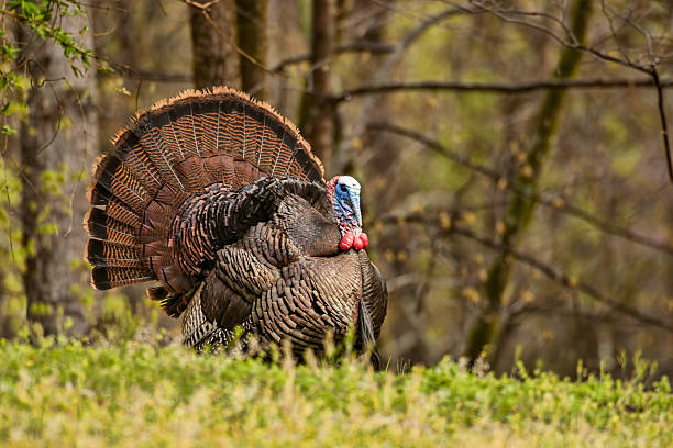 With all of his feathers displayed the turkey looks huge.  His head is a bright blue and red working hard to attract a mate or chase off a fellow Tom.  Copy space to right of turkey in woods.