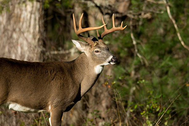 White-tailed deer buck standing in an open meadow in Smoky Mountain National Park
