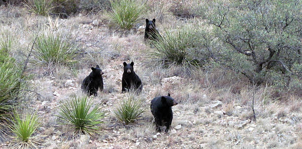 Four black bears in Big Bend National Park