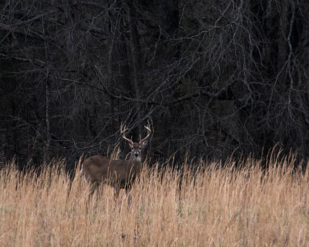 A whitetail buck stands in a winter meadow.