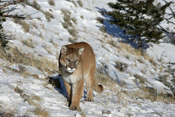 Colorado Mountain Lion Hunt