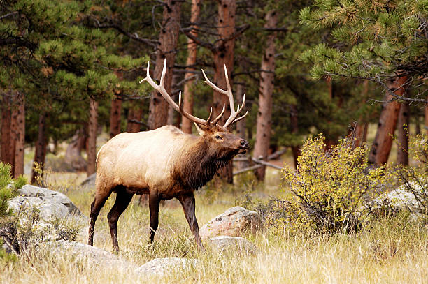 Archery Elk Hunt
