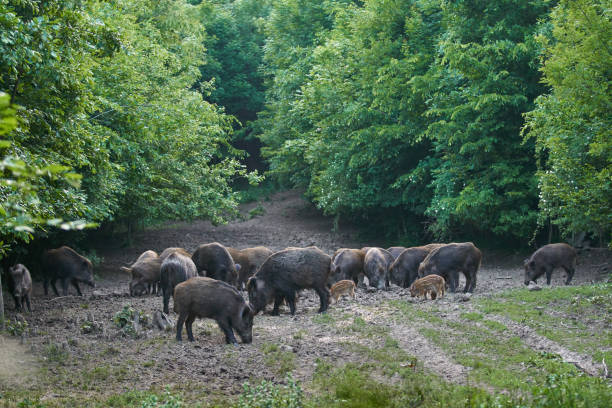 Herd of wild hogs rooting in the forest for food