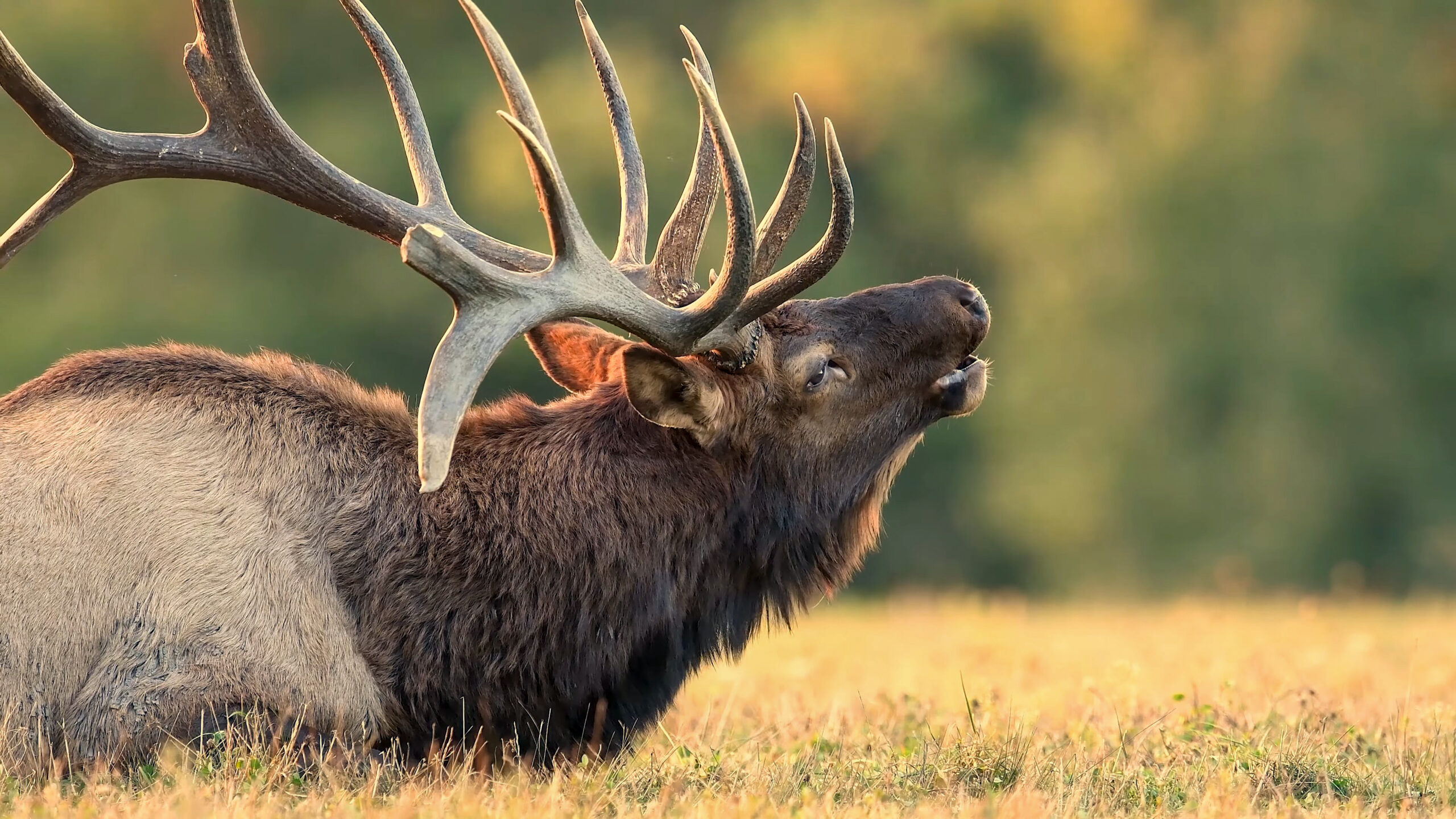 elk bugling (Cervus canadensis) or wapiti