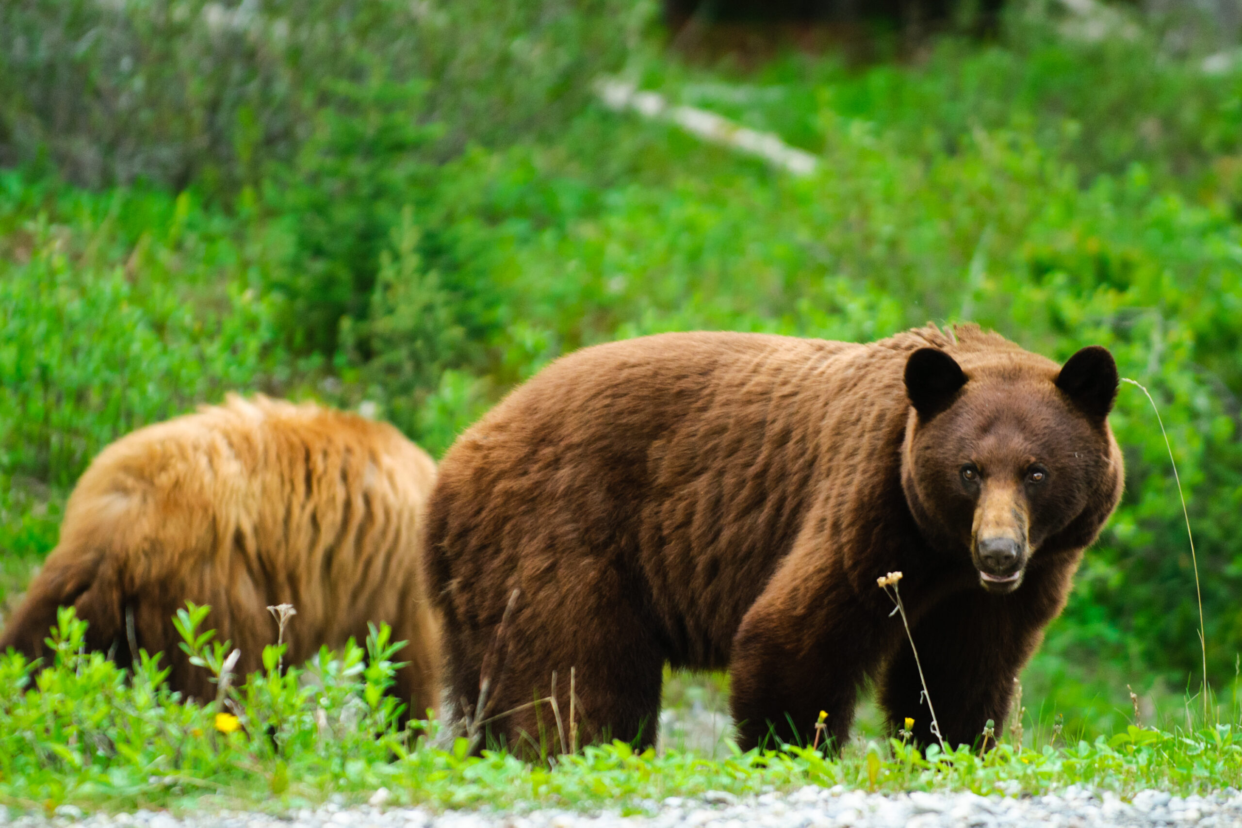 Wild Brown Bears in Kananaskis Country Alberta Canada